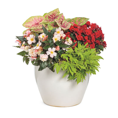 Double Delight® Appleblossom Begonia (tuberhybrida)