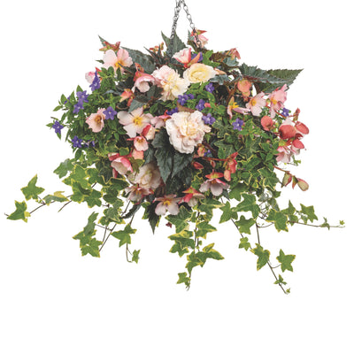 Double Delight® Appleblossom Begonia (tuberhybrida)