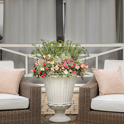 Double Delight® Appleblossom Begonia (tuberhybrida)