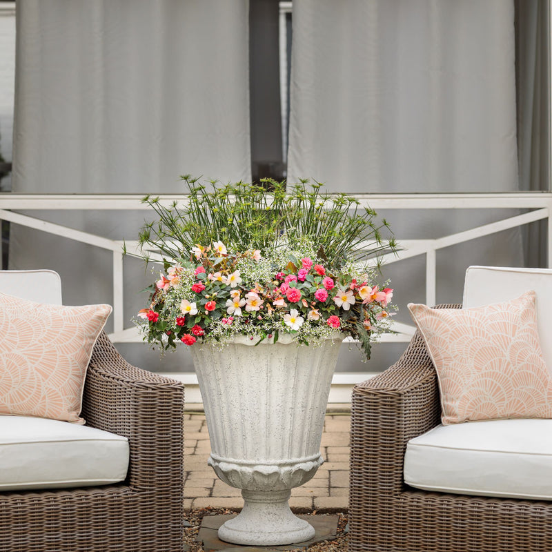 Double Delight® Appleblossom Begonia (tuberhybrida)