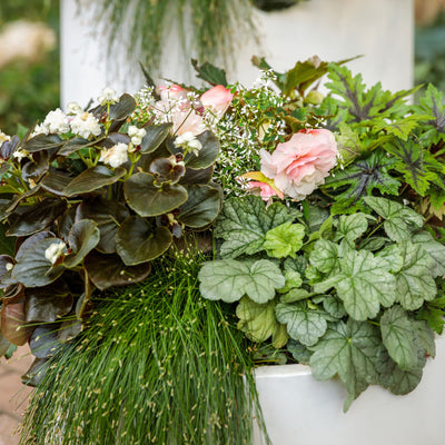 Double Delight® Appleblossom Begonia (tuberhybrida)