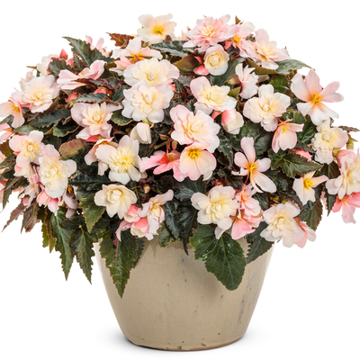 Double Delight Appleblossom Begonia in use.