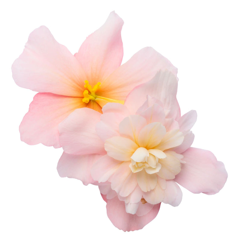 Double Delight® Appleblossom Begonia (tuberhybrida)