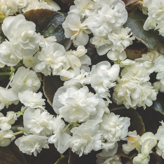 Double Up™ White Begonia (semperflorens)