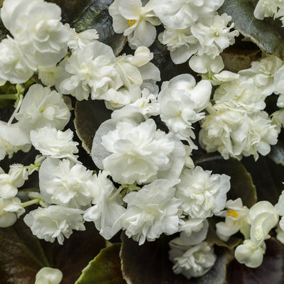 Double Up White Begonia up close.