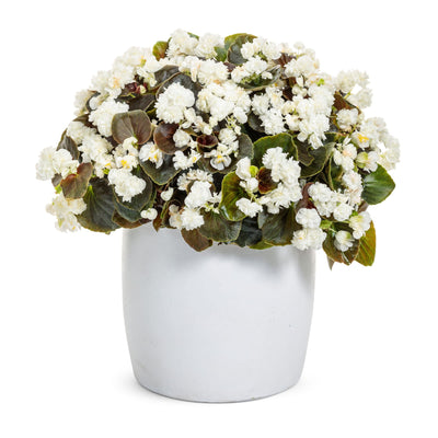Double Up™ White Begonia (semperflorens)