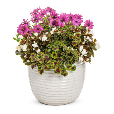 Double Up™ White Begonia (semperflorens)