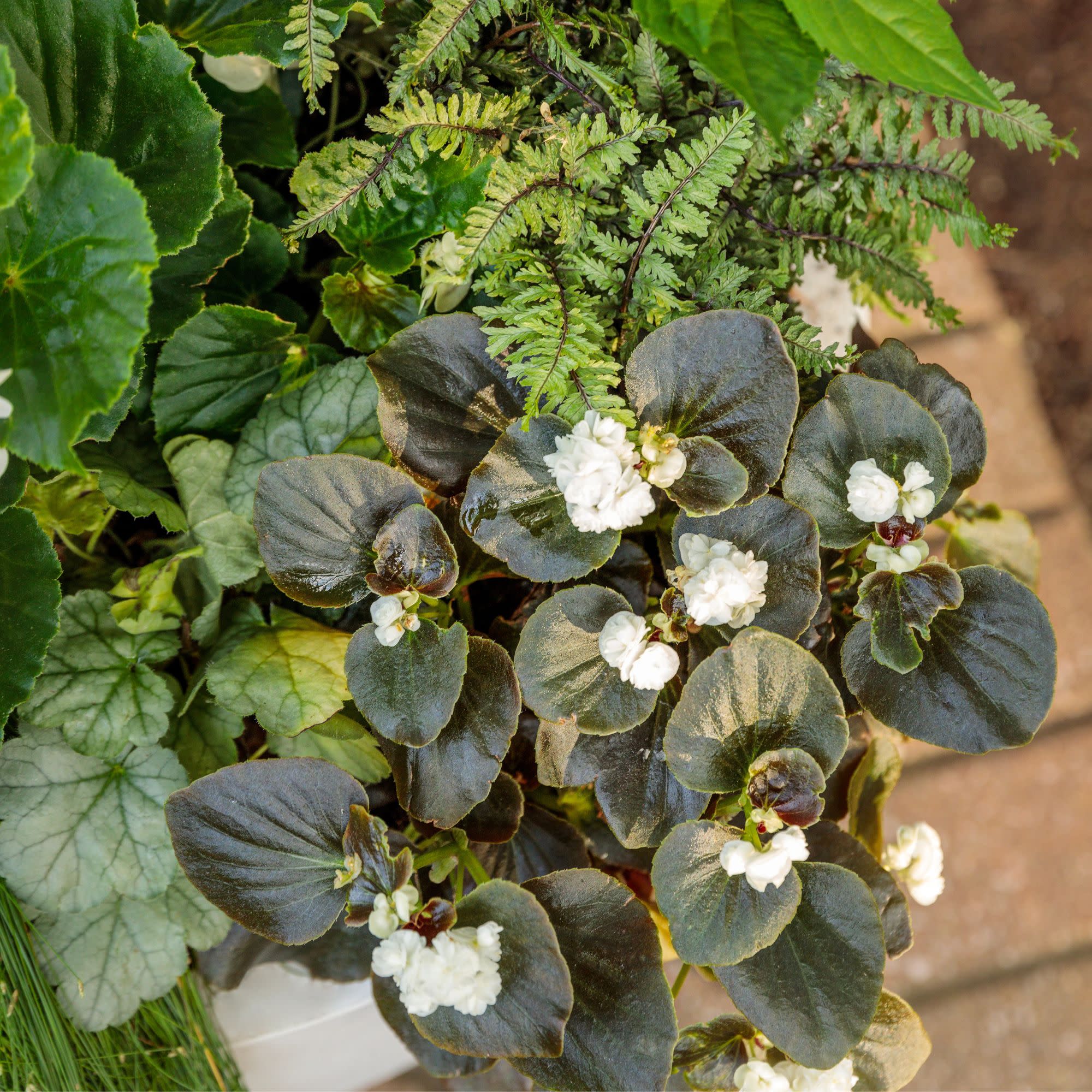 Begonia | Double Up™ White | Proven Winners® Annuals – Proven