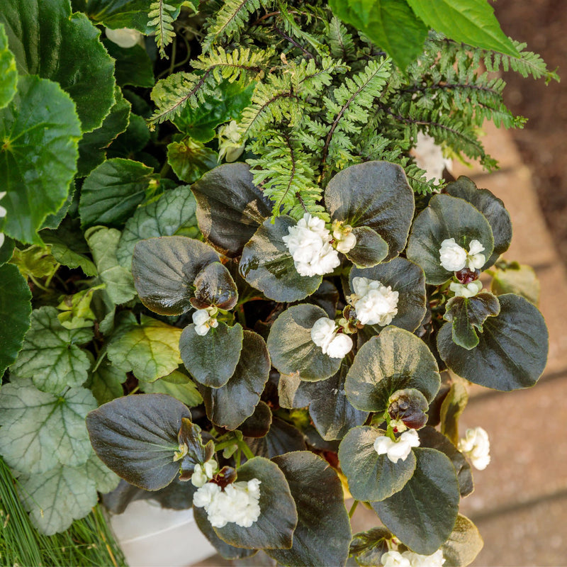 Double Up™ White Begonia (semperflorens)