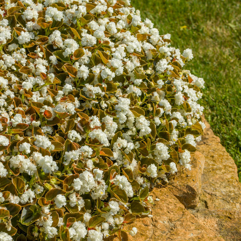 Double Up™ White Begonia (semperflorens)