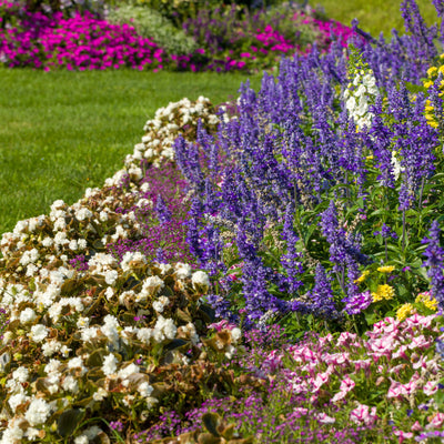 Double Up™ White Begonia (semperflorens)