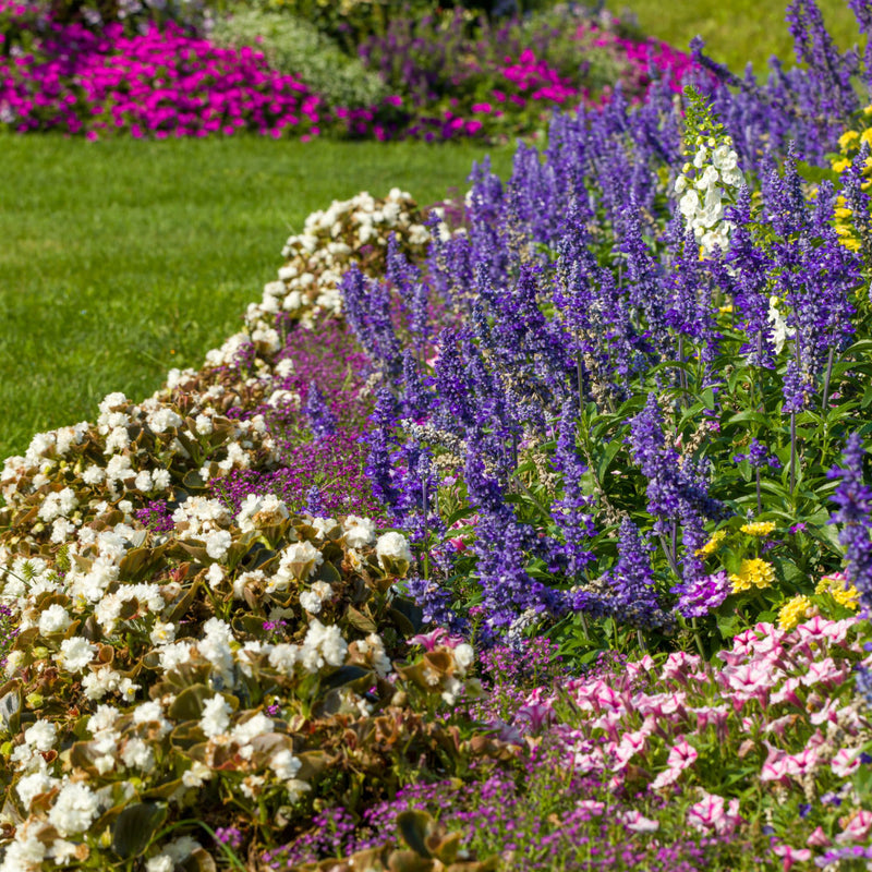 Double Up™ White Begonia (semperflorens)