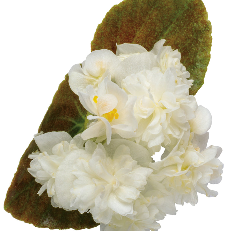 Double Up™ White Begonia (Begonia semperflorens)