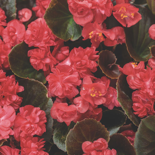 Double Up™ Red Begonia (semperflorens)