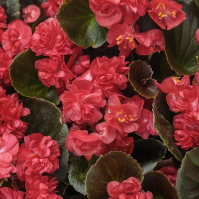 Double Up Red Begonia up close.