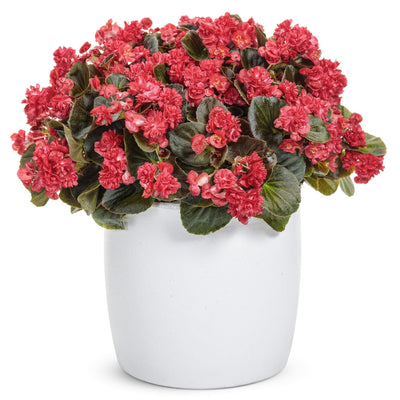 Double Up Red Begonia in use.