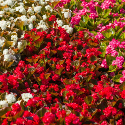 Double Up™ Red Begonia (Begonia semperflorens)