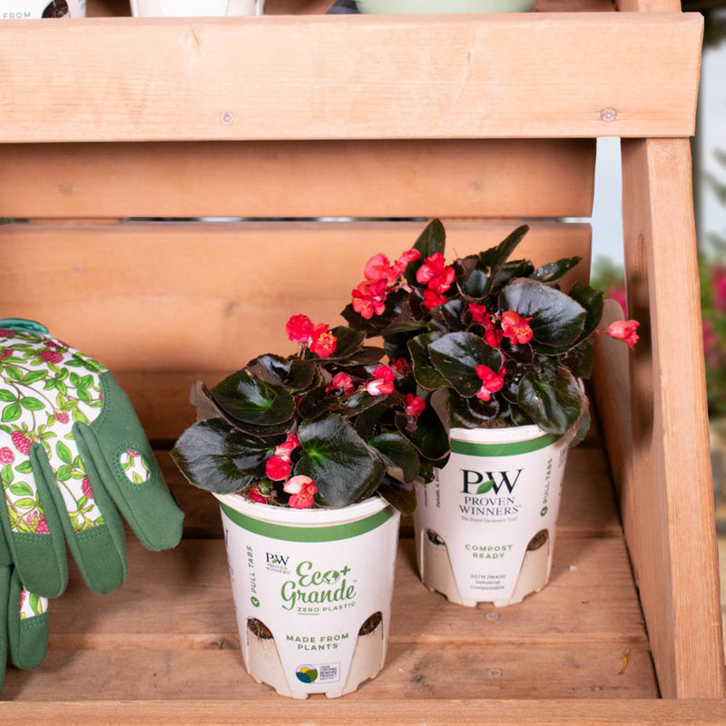 Double Up™ Red Begonia (Begonia semperflorens)