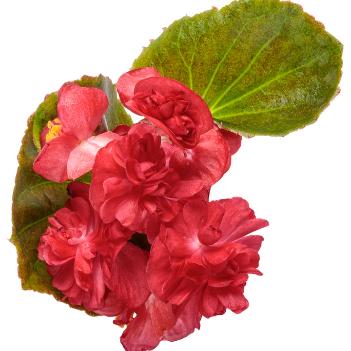 Double Up™ Red Begonia (semperflorens)