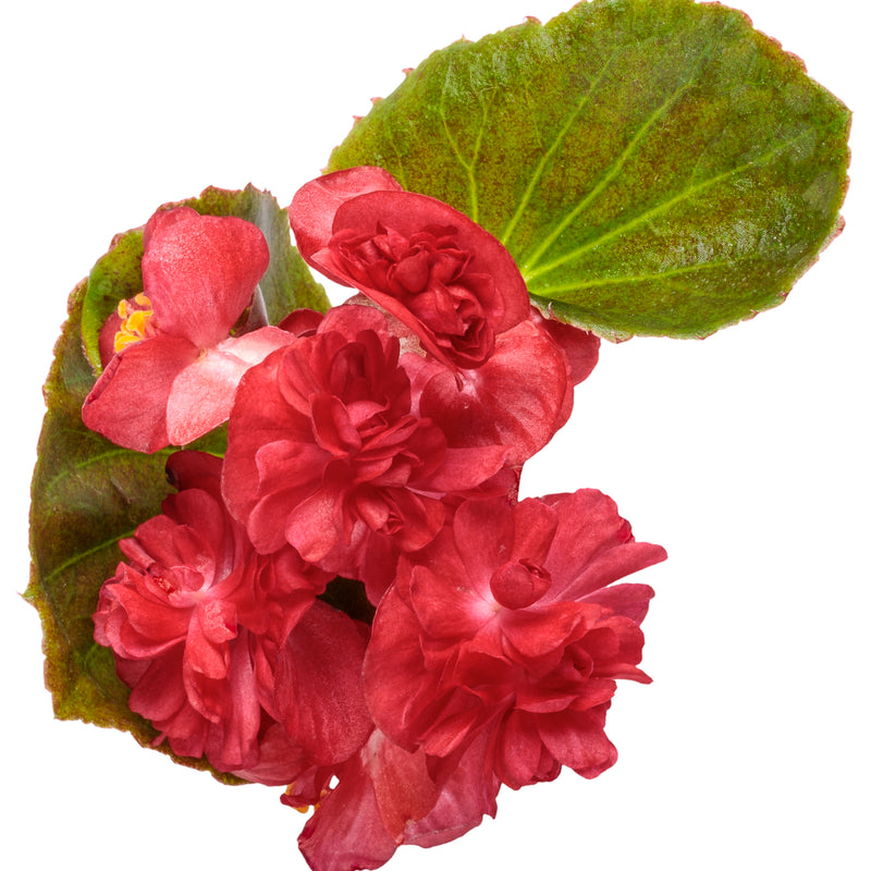 Double Up™ Red Begonia (Begonia semperflorens)