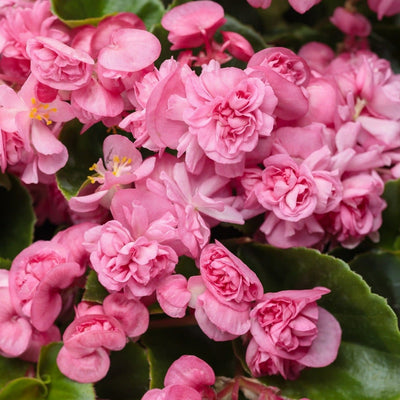 Double Up Pink Begonia up close.