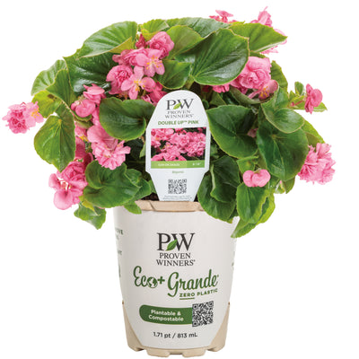 Double Up™ Pink Begonia (Begonia semperflorens)