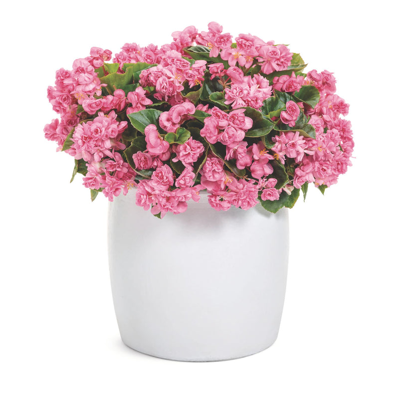 Double Up™ Pink Begonia (semperflorens)
