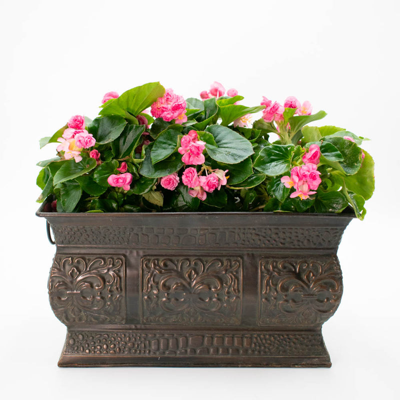 Double Up™ Pink Begonia (Begonia semperflorens)