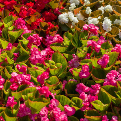 Double Up™ Pink Begonia (Begonia semperflorens)