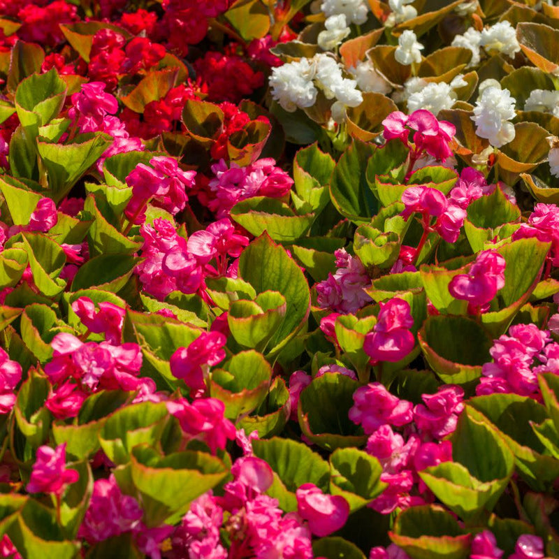 Double Up™ Pink Begonia (Begonia semperflorens)