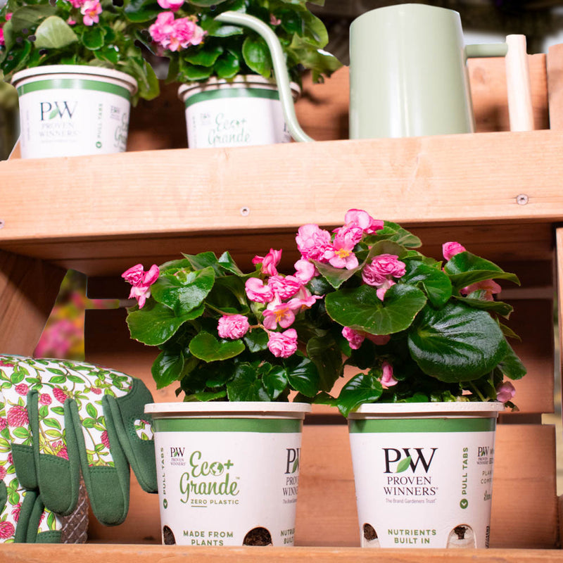 Double Up™ Pink Begonia (Begonia semperflorens)