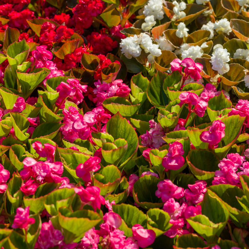 Double Up™ Pink Begonia (semperflorens)