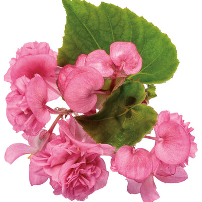 Double Up™ Pink Begonia (Begonia semperflorens)