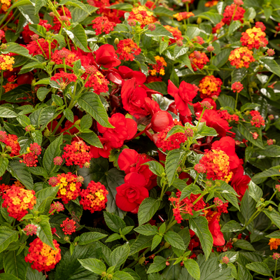 Solenia Scarlet Rieger Begonia up close.