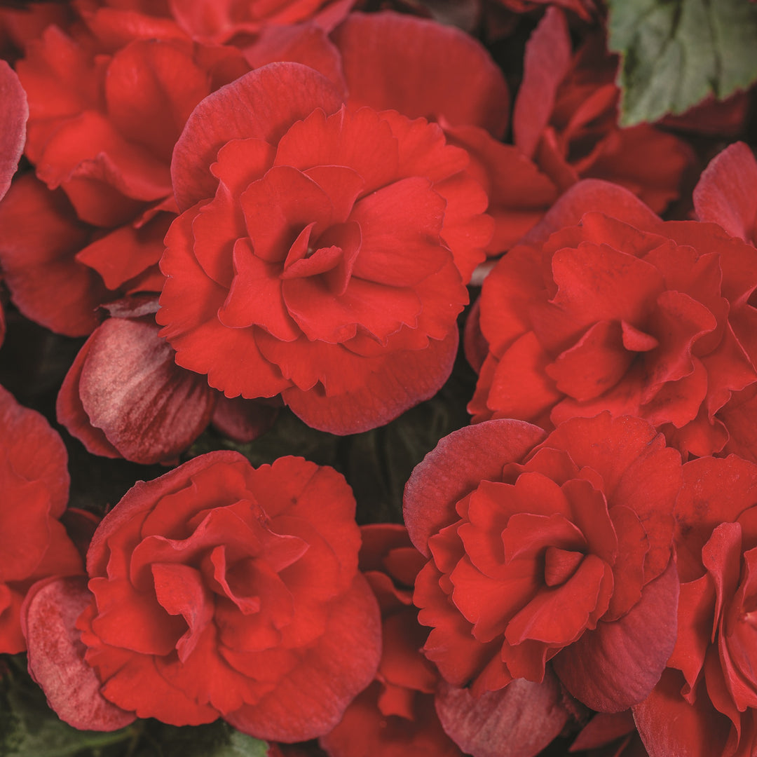 Rieger Begonia | Solenia® Scarlet | Proven Winners® Annuals