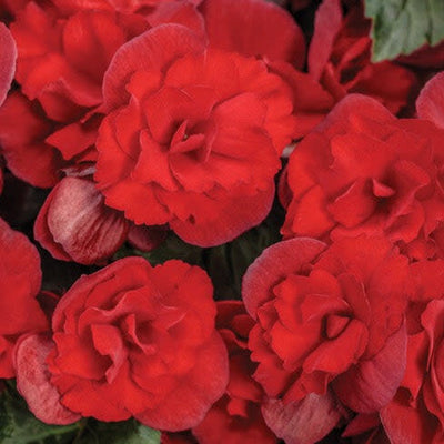 Solenia Scarlet Rieger Begonia up close.