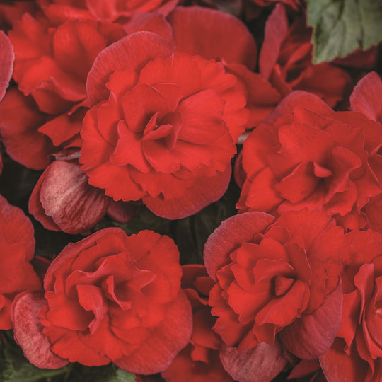 Solenia® Scarlet Rieger Begonia (Begonia x hiemalis)