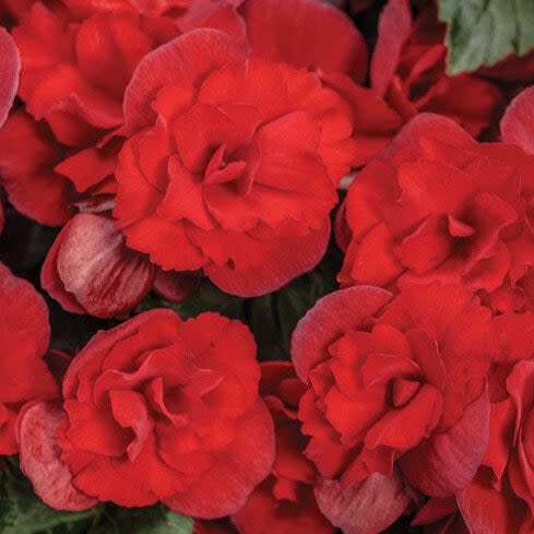 Solenia® Scarlet Rieger Begonia (Begonia x hiemalis)