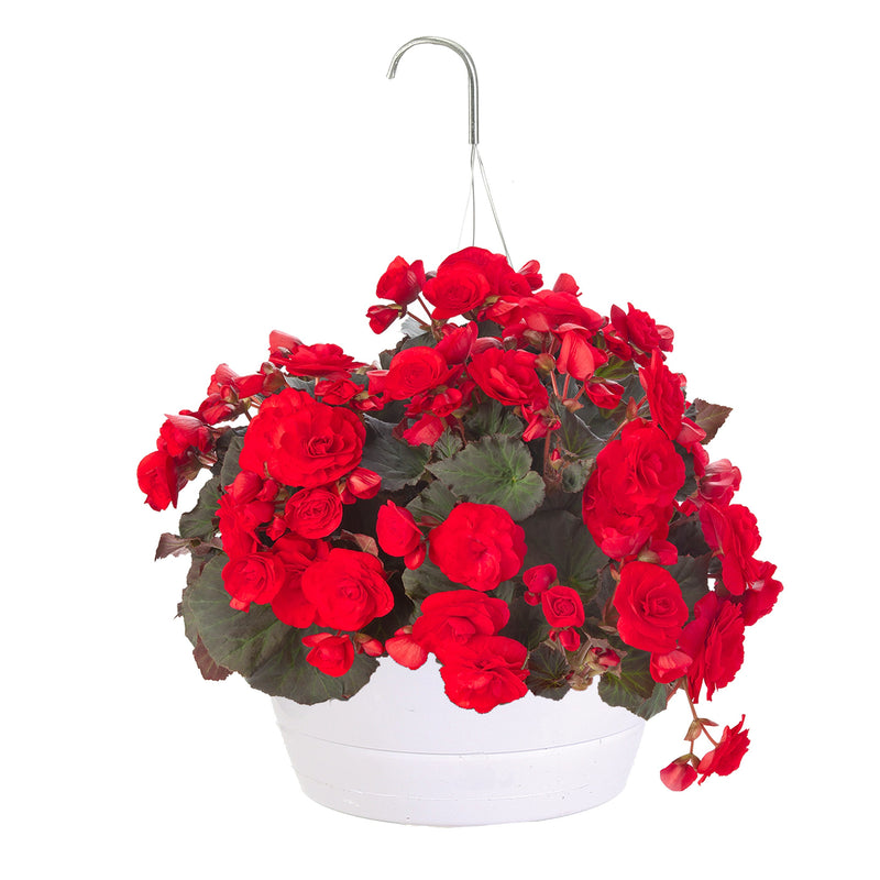 Solenia Scarlet Rieger Begonia in container.