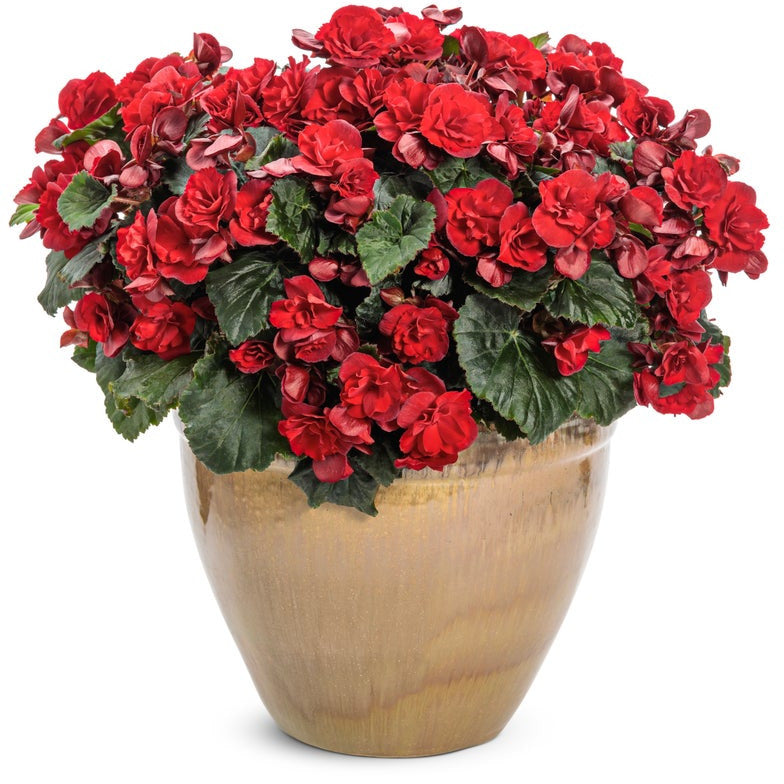 Solenia Scarlet Rieger Begonia in use.