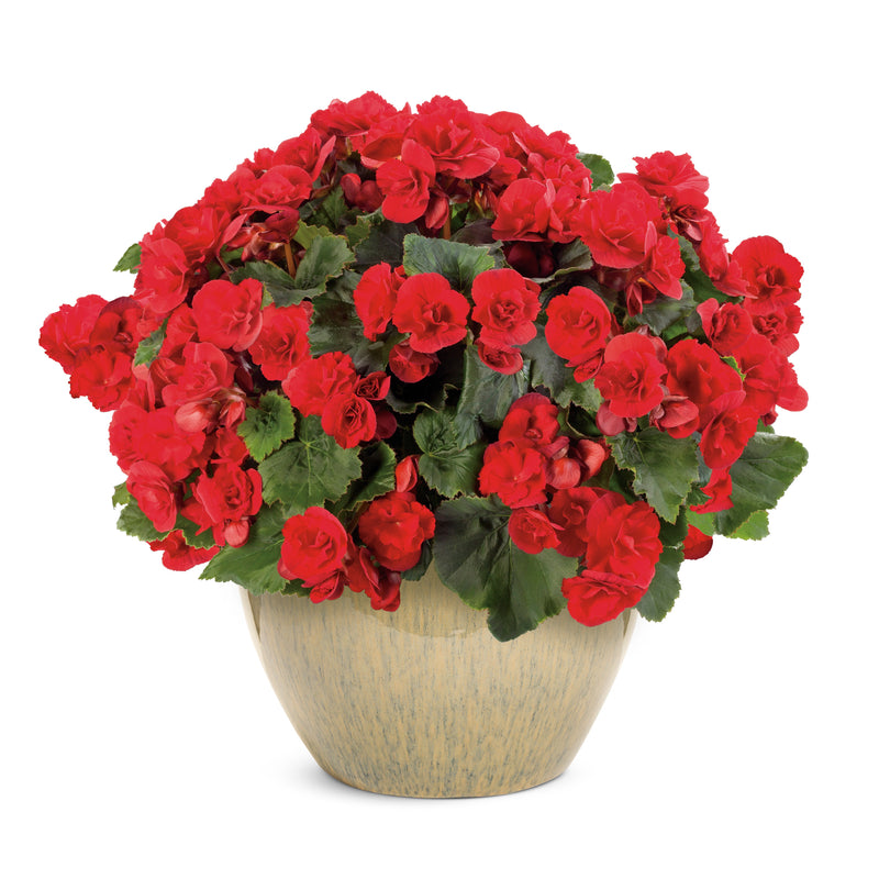 Solenia® Scarlet Rieger Begonia (Begonia x hiemalis)