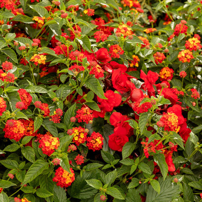 Solenia® Scarlet Rieger Begonia (Begonia x hiemalis)