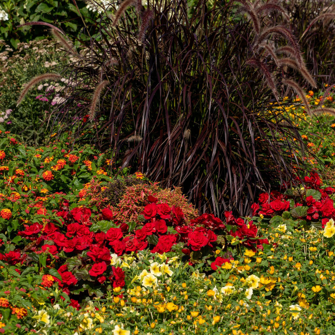 Solenia® Scarlet Rieger Begonia (Begonia x hiemalis)