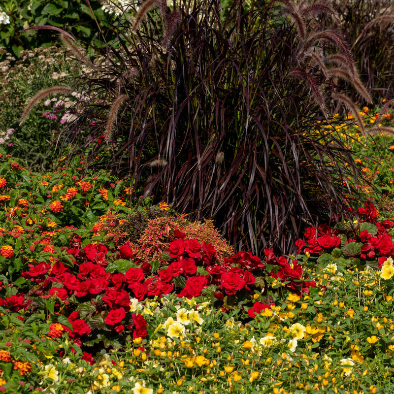 Solenia® Scarlet Rieger Begonia (Begonia x hiemalis)