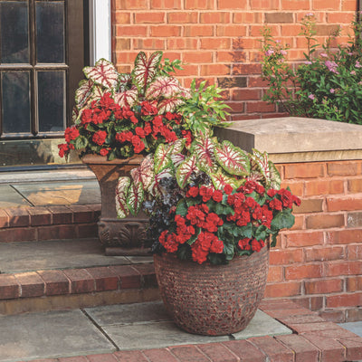 Solenia® Scarlet Rieger Begonia (Begonia x hiemalis)