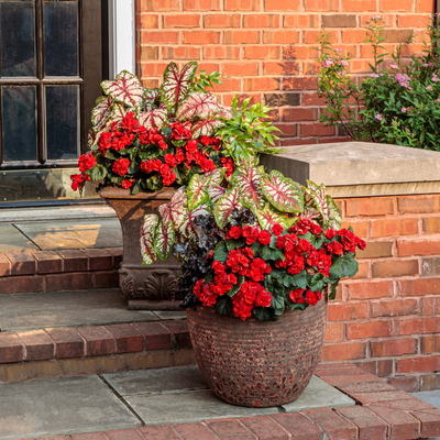 Solenia Scarlet Rieger Begonia in use.