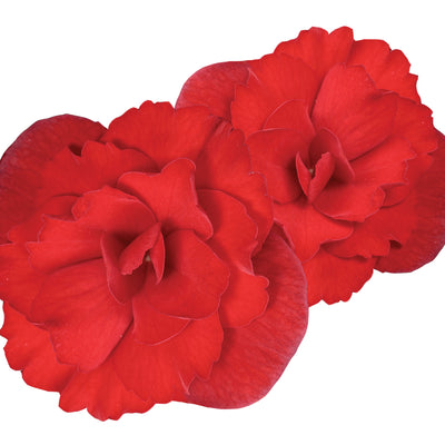 Solenia® Scarlet Rieger Begonia (Begonia x hiemalis)