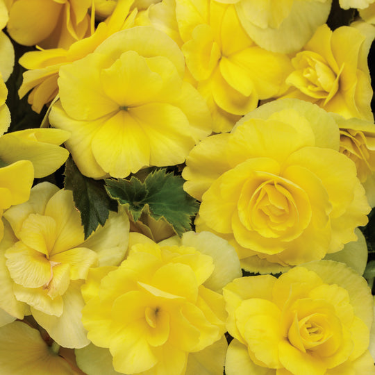 Solenia® Yellow Rieger Begonia (Begonia x hiemalis)