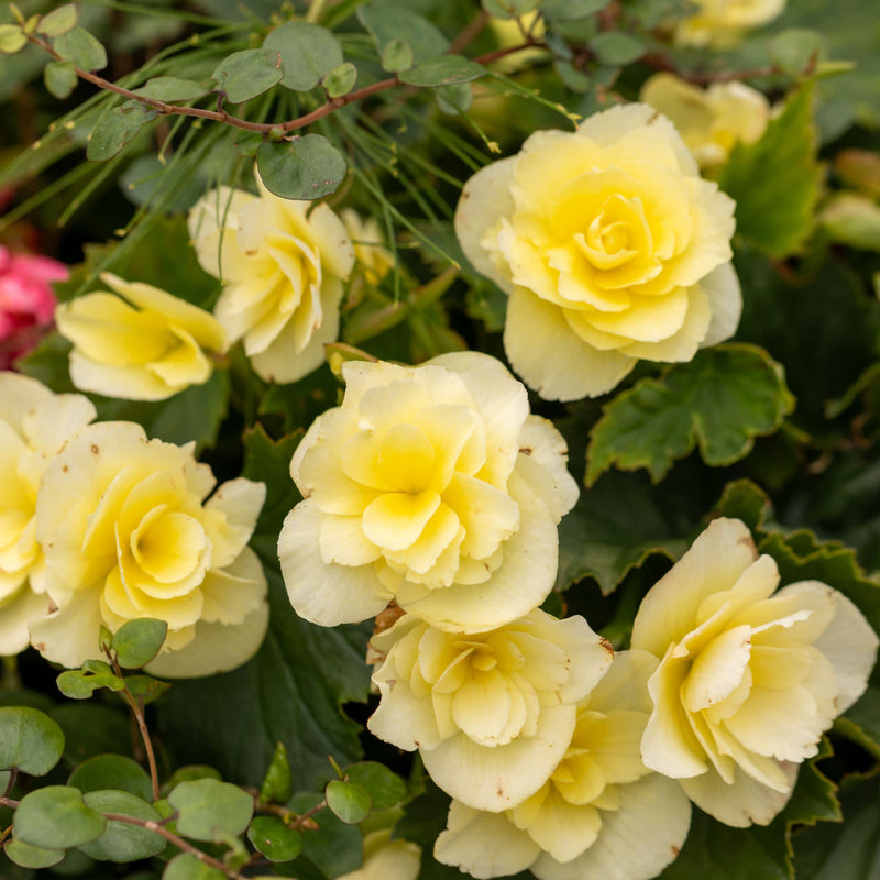 Solenia® Yellow Rieger Begonia (Begonia x hiemalis)