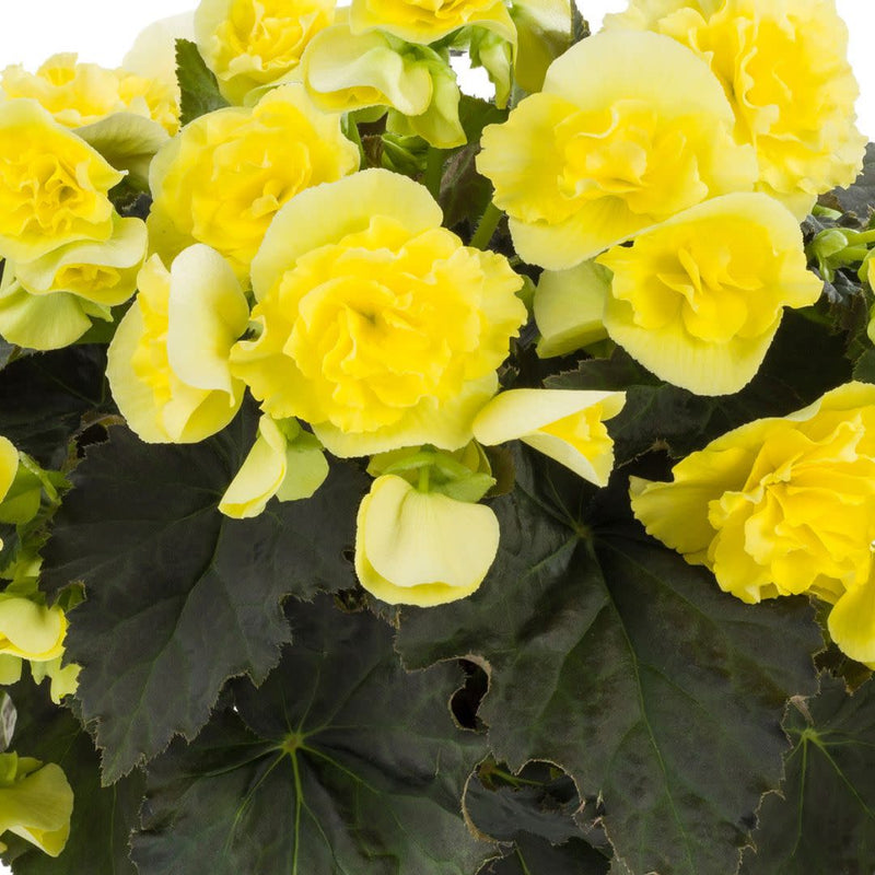 Solenia Yellow Rieger Begonia up close.